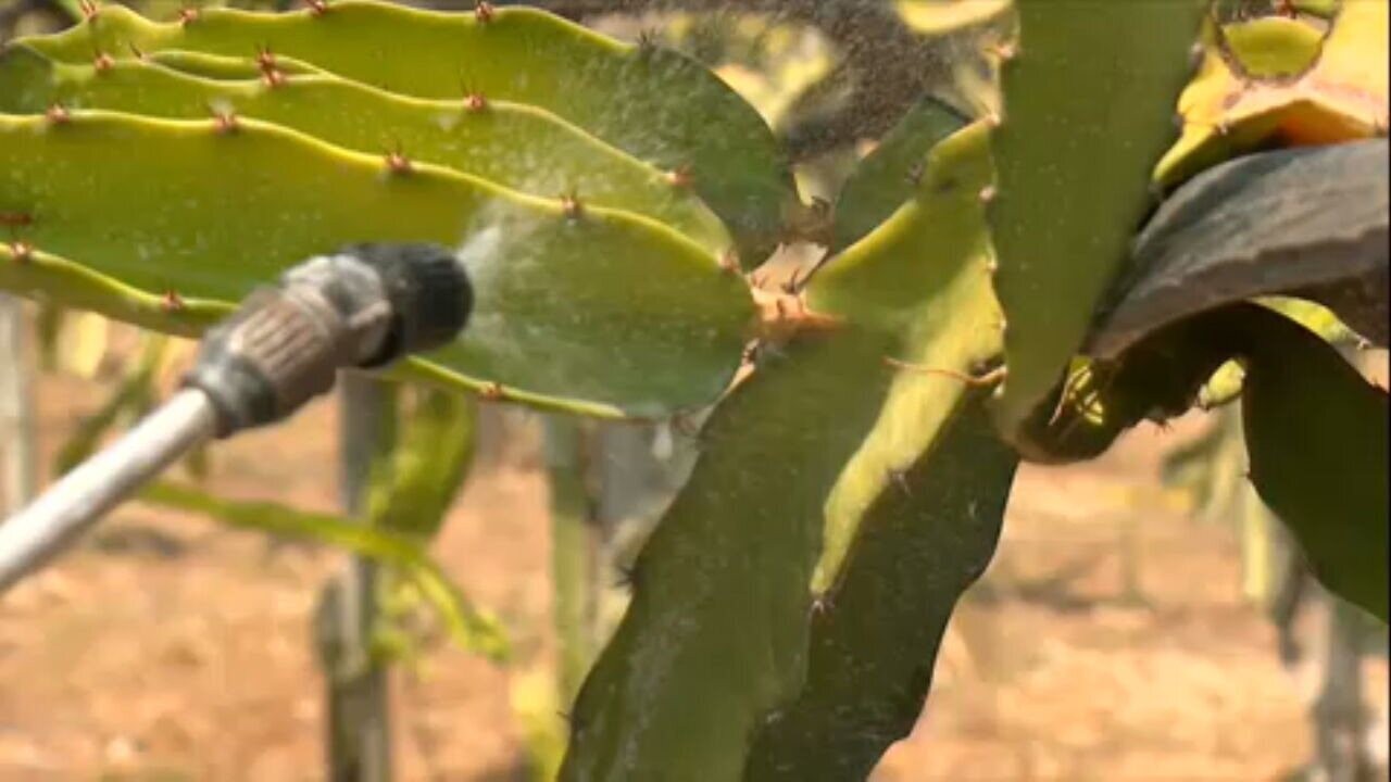 Como proteger as suas plantas dos raios solares