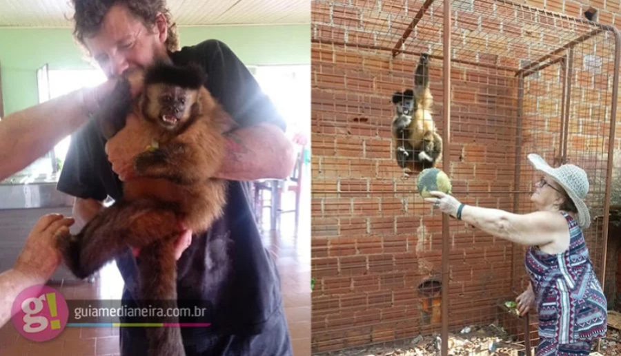 Família de Serranópolis do Iguaçu luta para reaver macaco de estimação retirado pelo IBAMA