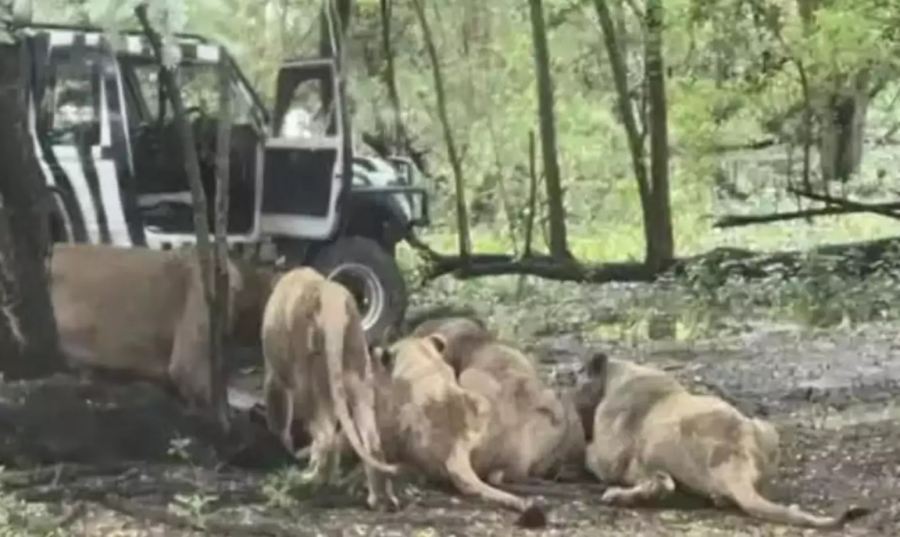 O que se sabe sobre a morte de tratador devorado por leões em zoológico na Tailândia